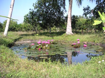 canton de Cu Chi (Ho Chi Minh ville) canton de Cu Chi (Ho Chi Minh ville)