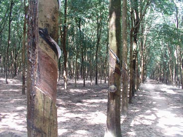 plantation d'hévéa (canton de Cu Chi, Ho Chi Minh ville) plantation d'hévéa (canton de Cu Chi, Ho Chi Minh ville)