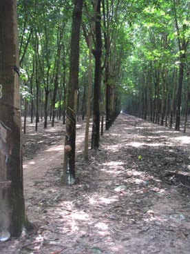 plantation d'hévéa (canton de Cu Chi, Ho Chi Minh ville) plantation d'hévéa (canton de Cu Chi, Ho Chi Minh ville)
