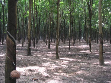plantation d'hévéa (canton de Cu Chi, Ho Chi Minh ville) plantation d'hévéa (canton de Cu Chi, Ho Chi Minh ville)