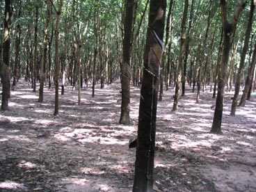 plantation d'hévéa (canton de Cu Chi, Ho Chi Minh ville) plantation d'hévéa (canton de Cu Chi, Ho Chi Minh ville)