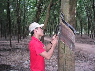 plantation d'hévéa (canton de Cu Chi, Ho Chi Minh ville) plantation d'hévéa (canton de Cu Chi, Ho Chi Minh ville)