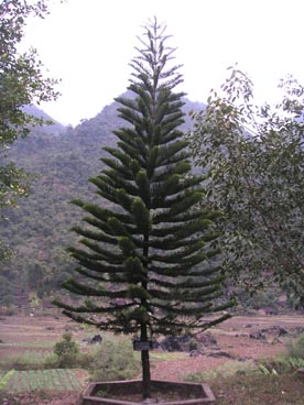 Pac Bo (Hà Quang, Cao Bàng) Pac Bo (Hà Quang, Cao Bàng)