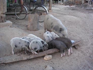 Kon Hngor Ke Tu, village Ba-Na (Kon Tum)