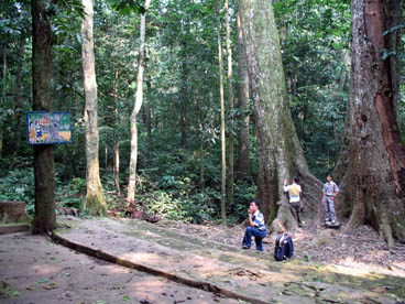 arbre vieux de mille annnées, parc national de Cuc Phuong (Nho Quan, Ninh Binh)