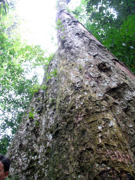 arbre vieux de mille annnées, parc national de Cuc Phuong (Nho Quan, Ninh Binh)
