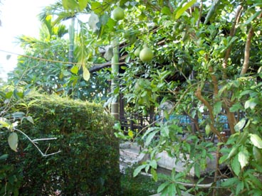 Tich Thien Vien, maison jardin (46 Phu Mong, Kim Long ou Ke Hue, Hué)