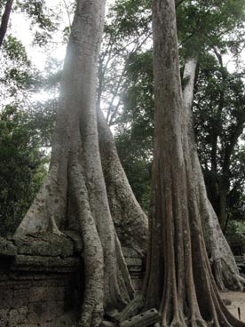 Ta Prohm (l'ancêtre Brahmâ), milieu du XII° au début du XIII° siècle, culte bouddhique, site d'Angkor (Siem Reap, Cambodge)