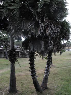Angkor Wat, première moitié du XII° siècle, culte brahmanique, site d'Angkor (Siem Reap, Cambodge)