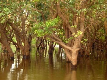 Kampong Phluk (Siem Reap, Cambodge)