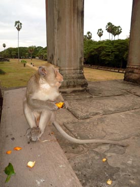Angkor Wat, première moitié du XII° siècle, culte brahmanique, site d'Angkor (Siem Reap, Cambodge)