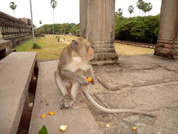 Angkor Wat, première moitié du XII° siècle, culte brahmanique, site d'Angkor (Siem Reap, Cambodge)