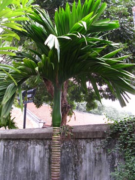 temple de la littérature (rue Quoc Tu Giam, quartier Van Mieu, arrondissement de Dong Da, Hanoi)