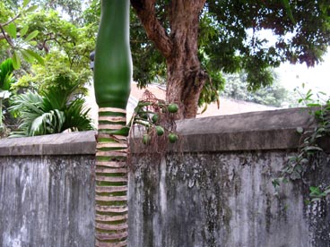 temple de la littérature (rue Quoc Tu Giam, quartier Van Mieu, arrondissement de Dong Da, Hanoi)