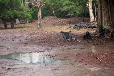 Angkor Thom, site d'Angkor (Siem Reap, Cambodge)