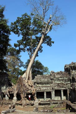 Preah Khan (l'épée sacrée), seconde moitié du XII° siècle, culte bouddhique, site d'Angkor (Siem Reap, Cambodge)