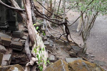 Beng Mealea (Siem Reap, Cambodge)